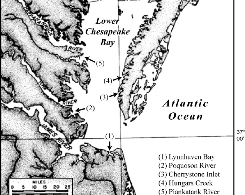 verlinda graves stone